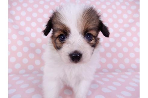 成約済の千葉県のパピヨン-95992の4枚目