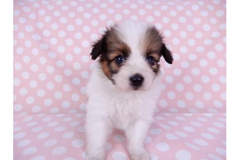 成約済の千葉県のパピヨン-95992の3枚目