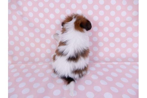 成約済の千葉県のパピヨン-95992の2枚目