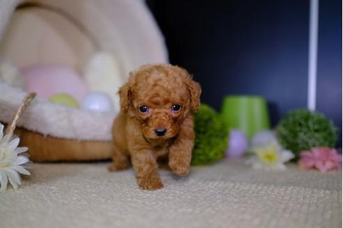 成約済の滋賀県のトイプードル-95986