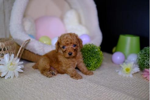 成約済の滋賀県のトイプードル-95986の3枚目