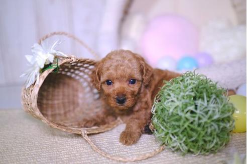 成約済の滋賀県のトイプードル-95987