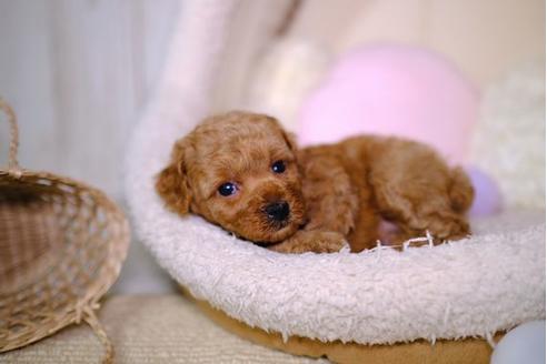 成約済の滋賀県のトイプードル-95987の3枚目