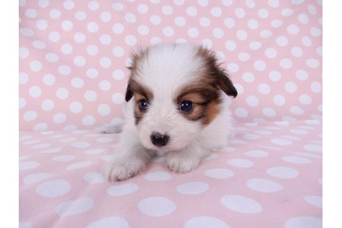 成約済の千葉県のパピヨン-95997の1枚目