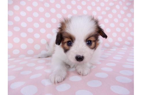 成約済の千葉県のパピヨン-95997の4枚目