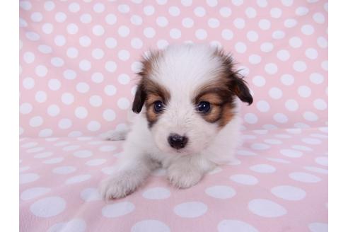 成約済の千葉県のパピヨン-95997の3枚目