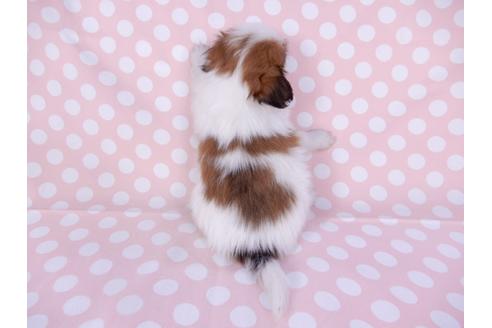 成約済の千葉県のパピヨン-95997の2枚目