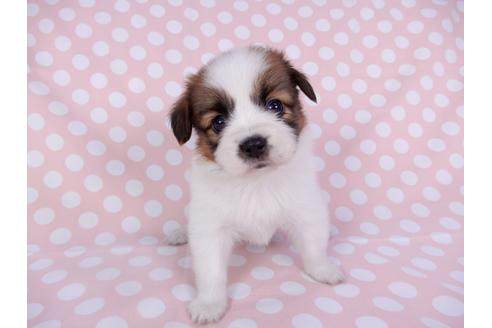 成約済の千葉県のパピヨン-95999の8枚目