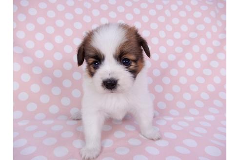 成約済の千葉県のパピヨン-95999の7枚目