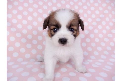 成約済の千葉県のパピヨン-95999の6枚目