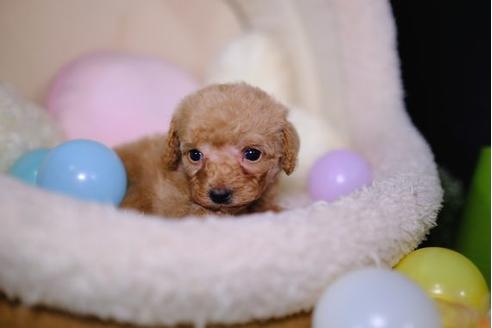 成約済の滋賀県のトイプードル-95988