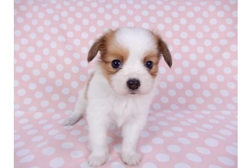 成約済の千葉県のパピヨン-96001