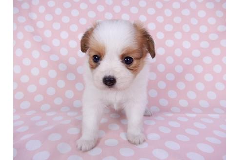 成約済の千葉県のパピヨン-96001の4枚目