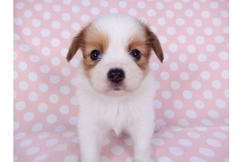 成約済の千葉県のパピヨン-96001の3枚目