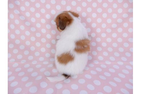 成約済の千葉県のパピヨン-96001の2枚目