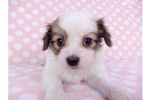 成約済の千葉県のパピヨン-96003