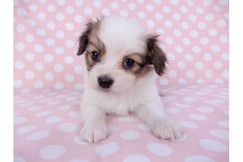 成約済の千葉県のパピヨン-96003の4枚目