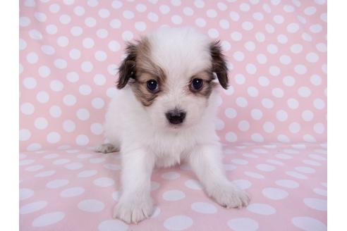 成約済の千葉県のパピヨン-96003の3枚目