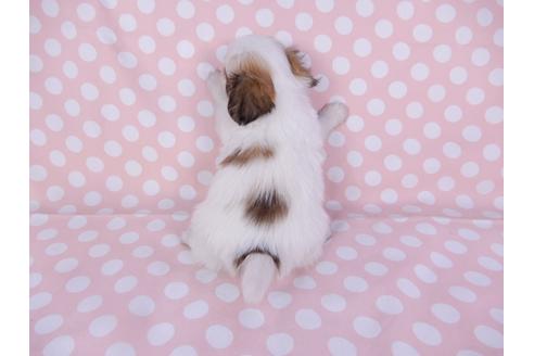 成約済の千葉県のパピヨン-96003の2枚目