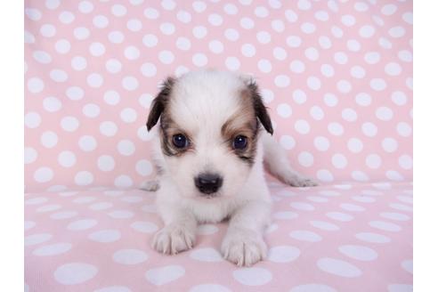 成約済の千葉県のパピヨン-96017の1枚目