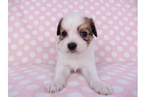 成約済の千葉県のパピヨン-96017の4枚目