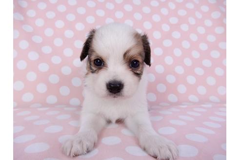 成約済の千葉県のパピヨン-96017の3枚目