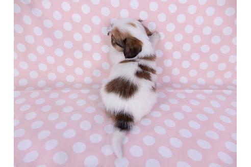 成約済の千葉県のパピヨン-96017の2枚目