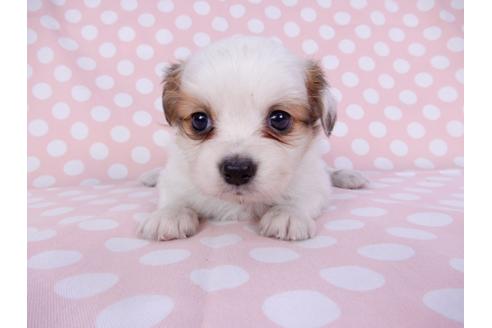 成約済の千葉県のパピヨン-96018の1枚目