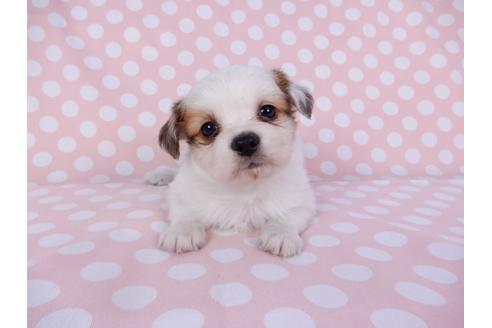 成約済の千葉県のパピヨン-96018の4枚目