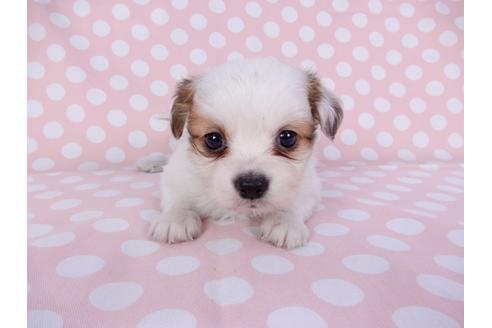 成約済の千葉県のパピヨン-96018の3枚目