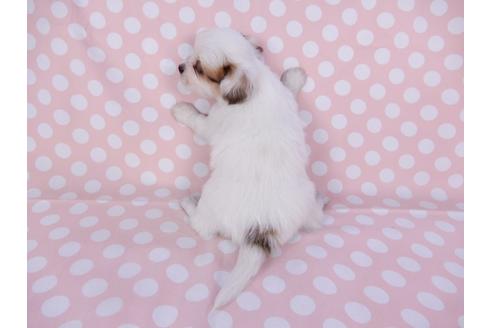 成約済の千葉県のパピヨン-96018の2枚目