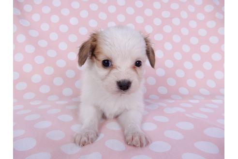 成約済の千葉県のパピヨン-96020の1枚目