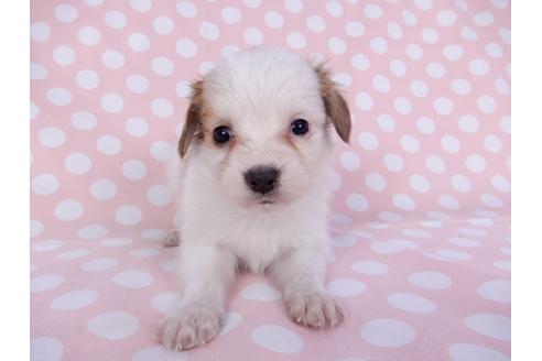 成約済の千葉県のパピヨン-96020の4枚目