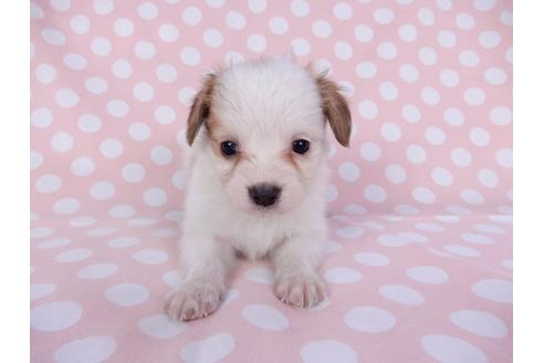 成約済の千葉県のパピヨン-96020の3枚目