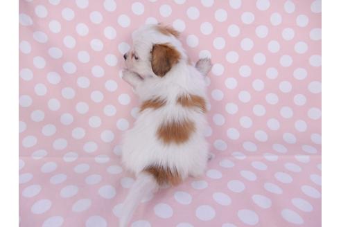 成約済の千葉県のパピヨン-96020の2枚目