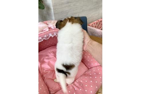 成約済の大阪府のパピヨン-96024の2枚目