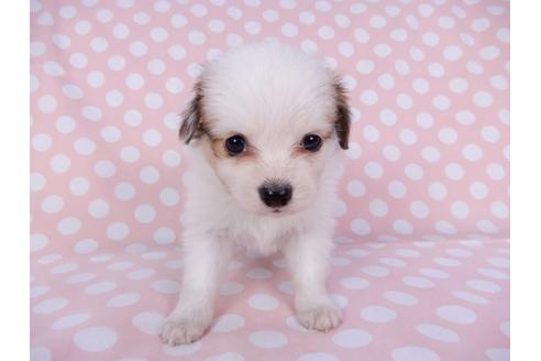 成約済の千葉県のパピヨン-96025の1枚目