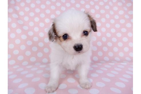 成約済の千葉県のパピヨン-96025の4枚目