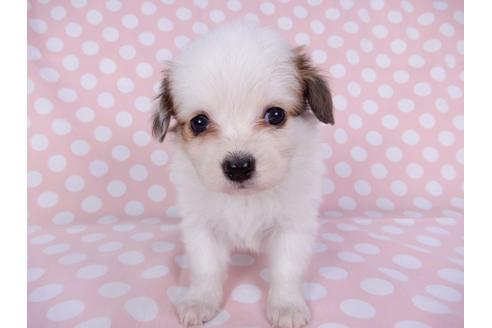 成約済の千葉県のパピヨン-96025の3枚目