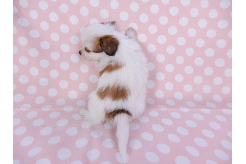 成約済の千葉県のパピヨン-96025の2枚目