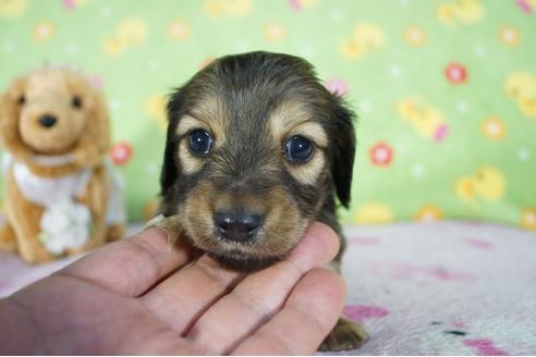 成約済の兵庫県のカニンヘンダックスフンド(ロングヘアード)-96026の5枚目