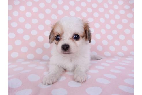 成約済の千葉県のパピヨン-96029の20枚目