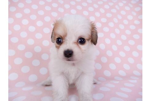 成約済の千葉県のパピヨン-96029の19枚目