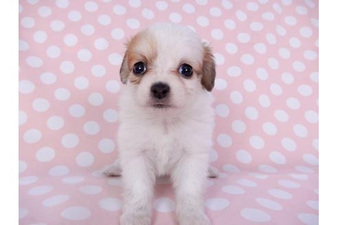 成約済の千葉県のパピヨン-96029の18枚目