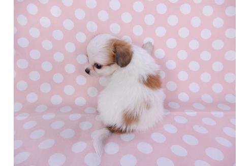 成約済の千葉県のパピヨン-96029の17枚目