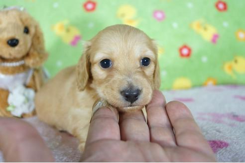 成約済の兵庫県のカニンヘンダックスフンド(ロングヘアード)-96030の5枚目