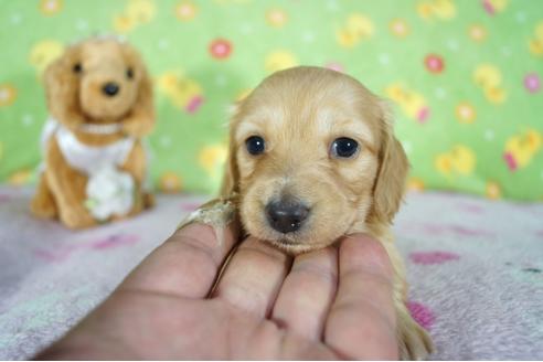 成約済の兵庫県のカニンヘンダックスフンド(ロングヘアード)-96030の4枚目