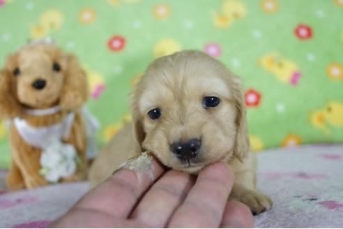 成約済の兵庫県のミニチュアダックスフンド(ロングヘアード)-96034の4枚目