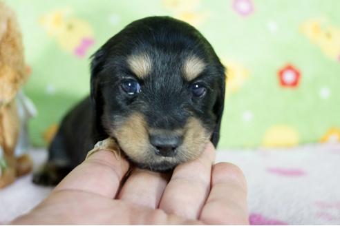 成約済の兵庫県のミニチュアダックスフンド(ロングヘアード)-96038の3枚目