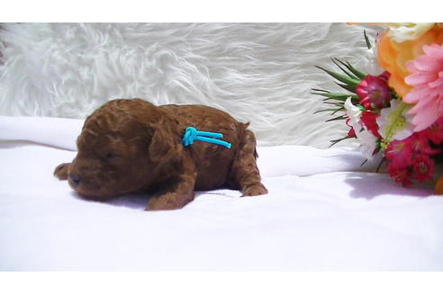 成約済の福岡県のタイニープードル-95186の9枚目